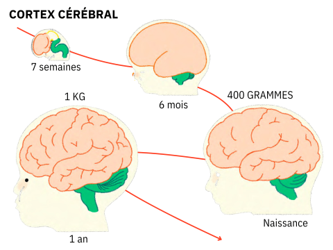 Développement du cortex cérébral